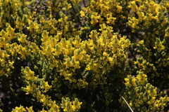 Aspalathus ericifolia ericifolia