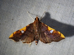 Coenostolopsis apicalis