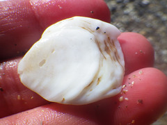 Crepidula nummaria