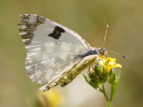 Western Dappled White