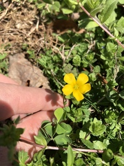 Oxalis texana