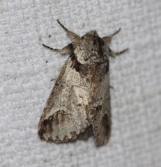 Antithemerastis acrobela