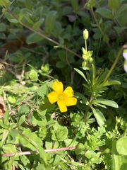 Oxalis texana