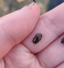 Agabus disintegratus