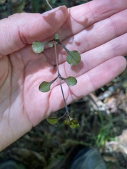 Coprosma arborea