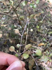 Coprosma arborea