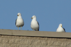Larus californicus