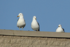 Larus californicus
