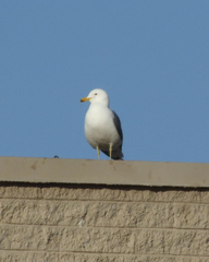 Larus californicus