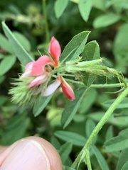Indigofera holubii