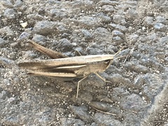 Amblytropidia australis