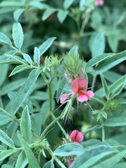 Indigofera holubii