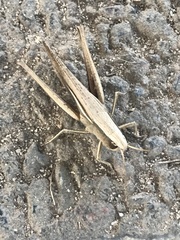 Amblytropidia australis