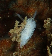 Onchidoris evincta