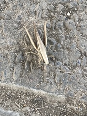 Amblytropidia australis