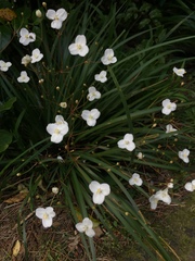 Libertia