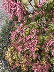 Pieris