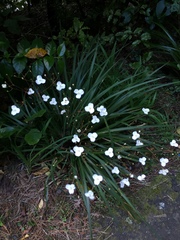 Libertia