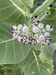 Calotropis procera