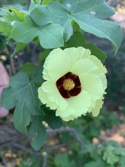 Gossypium herbaceum