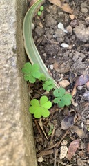 Oxalis