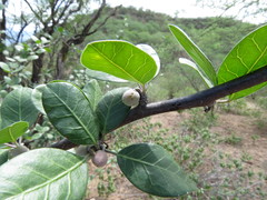 Bursera schlechtendalii