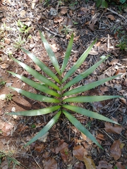 Zamia prasina