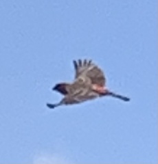 Haemorhous mexicanus