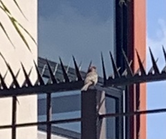 Haemorhous mexicanus