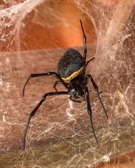 Nephilingis cruentata