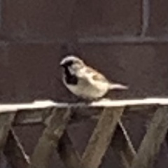 Passer domesticus