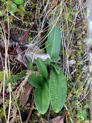 Platanthera unalascensis