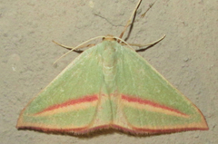 Chlorerythra rubriplaga