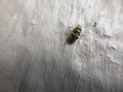 Tropidosteptes