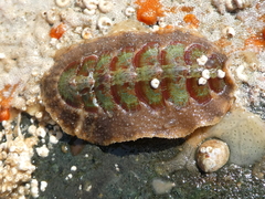 Mopalia ciliata