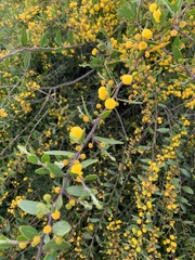 Acacia redolens