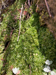 Paraphymatoceros pearsonii