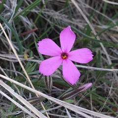 Phlox longifolia