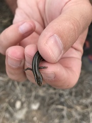 Plestiodon multivirgatus