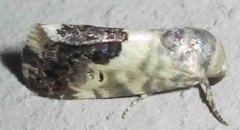 Acontia