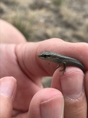 Plestiodon multivirgatus