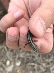Plestiodon multivirgatus