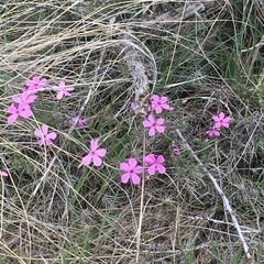 Phlox longifolia