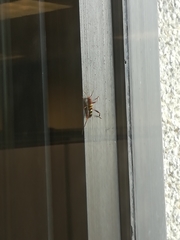 Neoclytus acuminatus acuminatus