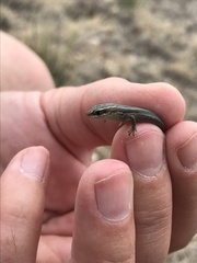Plestiodon multivirgatus
