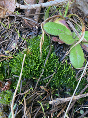Paraphymatoceros pearsonii