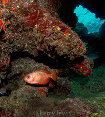Heteropriacanthus cruentatus