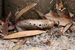 Xylophanes tersa