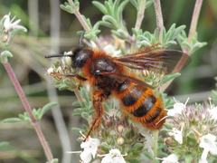 Dasyscolia ciliata