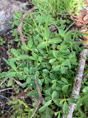Trifolium wormskioldii